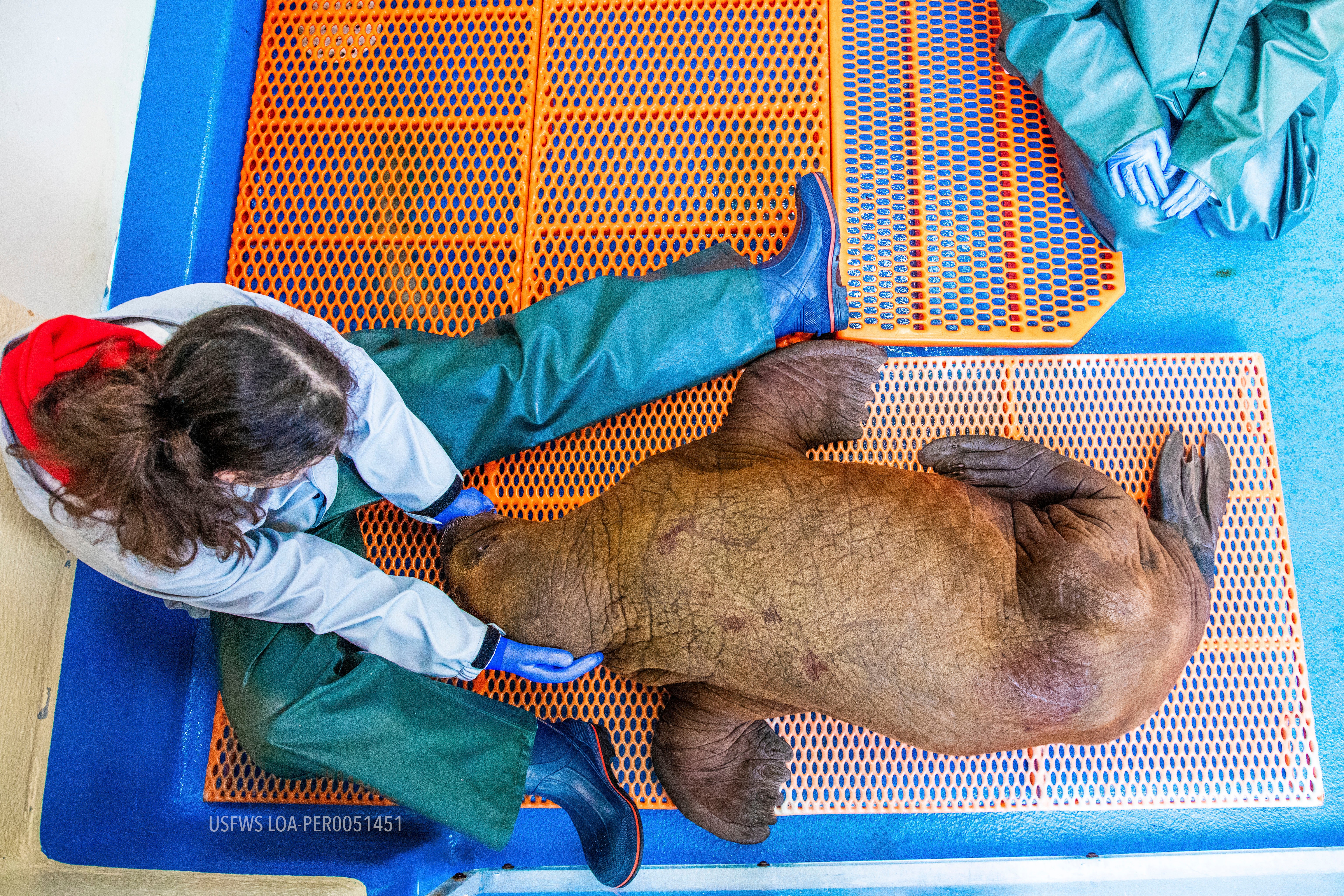 Alaska-Rescued Walrus Calf