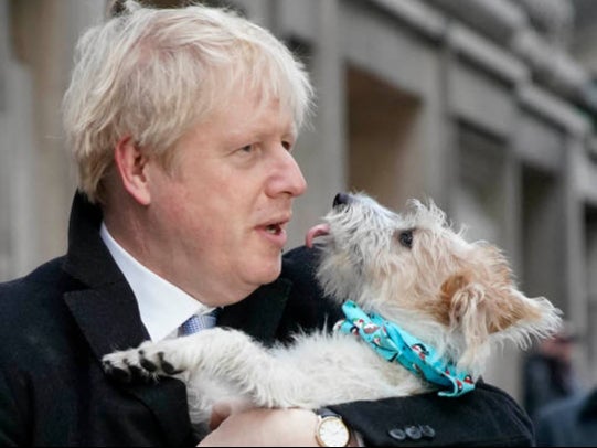Mr Johnson and dog Dilyn, who Liz Truss suggested left fleas in Downing Street