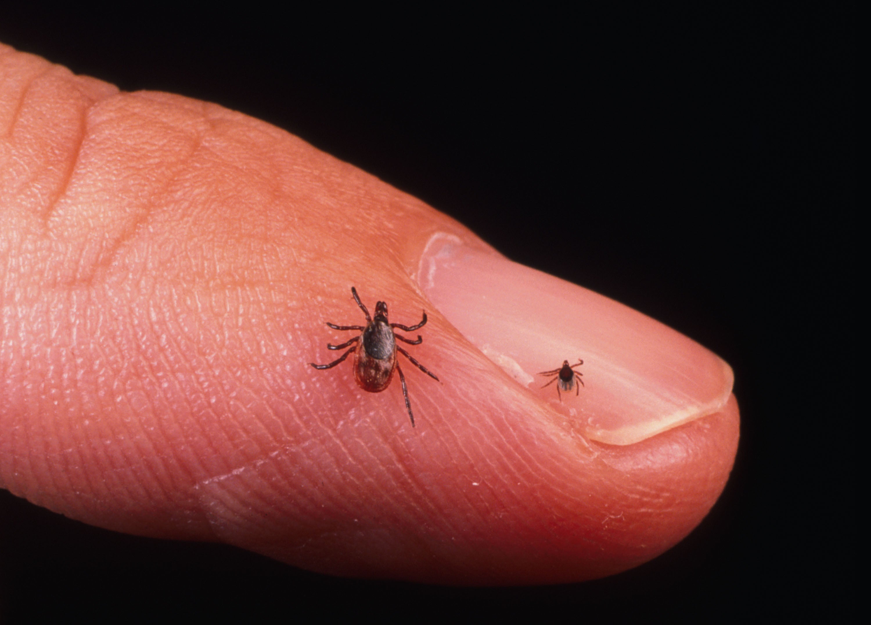 Adult Female And Nymph Ticks