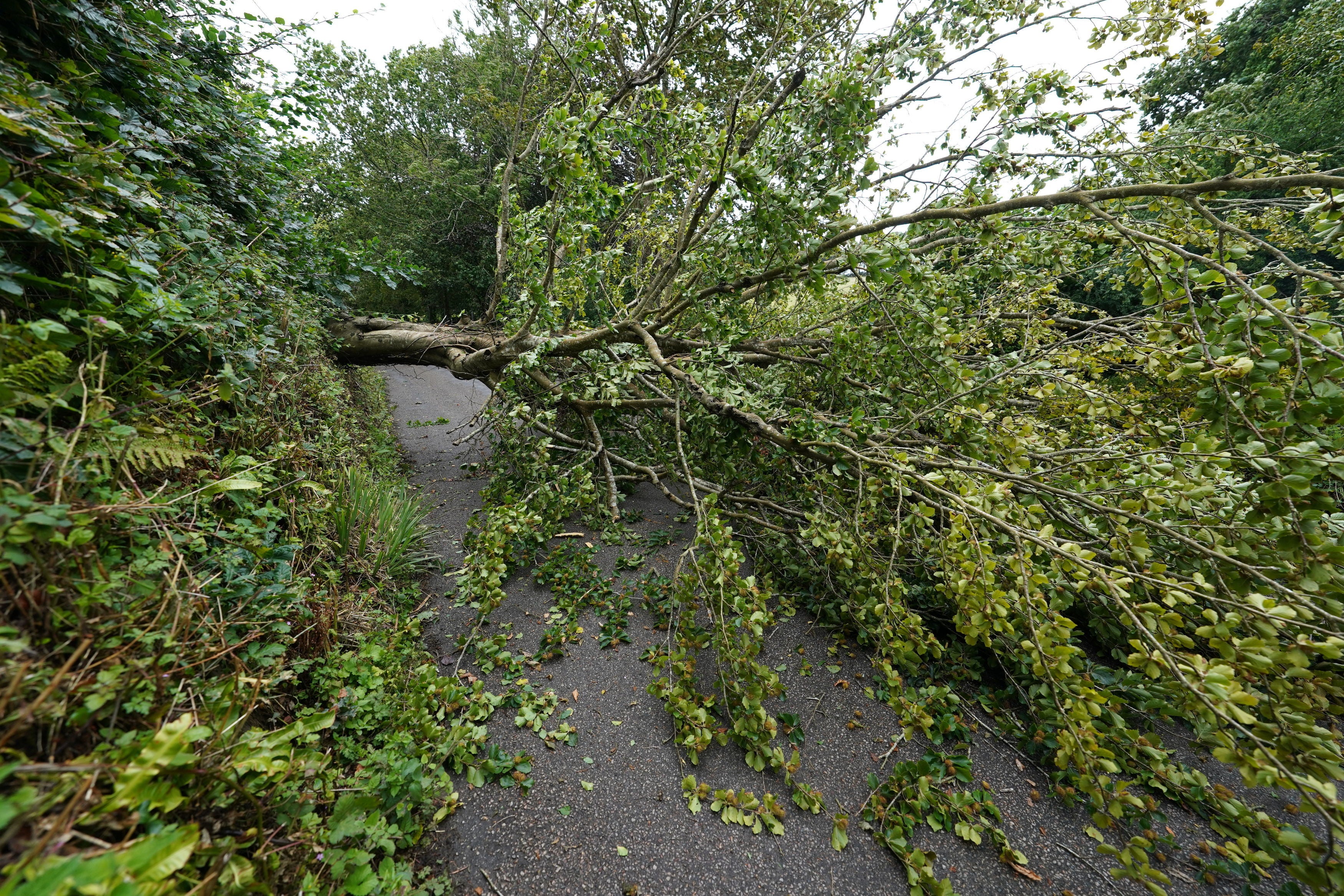 A fallen tree on the road to Veryan on the Roseland Peninsula in Cornwall