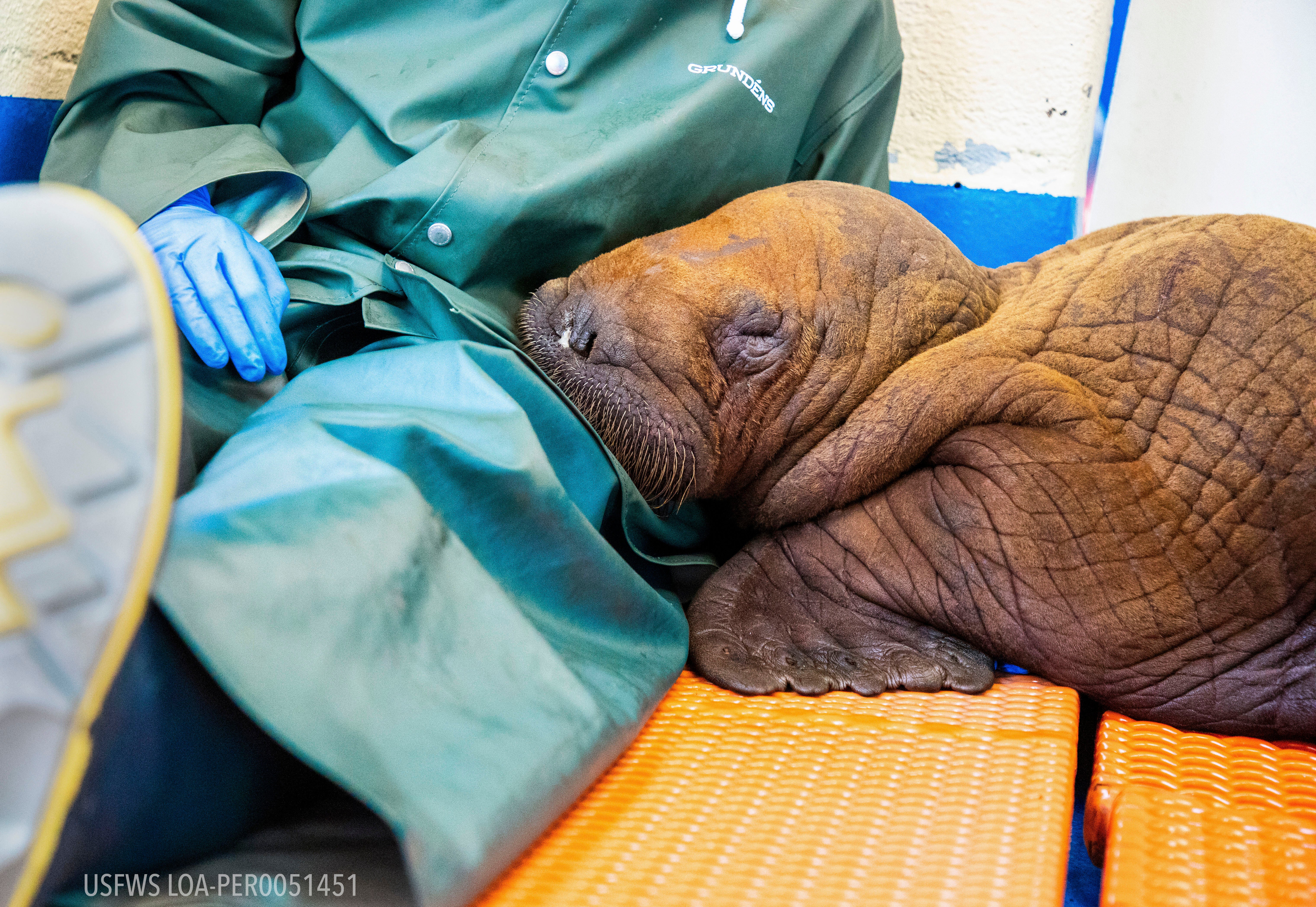 A Pacific walrus pup rests his head on the lap of a staff member after being admitted to the centre's Wildlife Response Program.