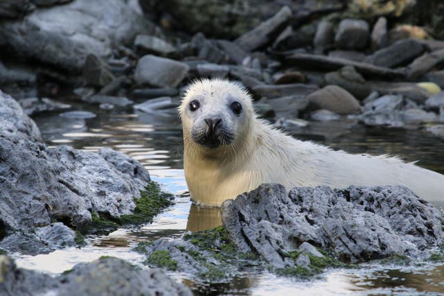 Two volunteers are needed for the annual seal survey (Lara Howe/PA)