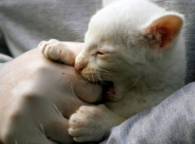 <p>Representational image: An alleged albino cub of Jaguarundi (Herpailurus yagouaroundi), bites the hands of a worker at the Conservation Park in Medellin, Colombia, on 23 December 2021</p>