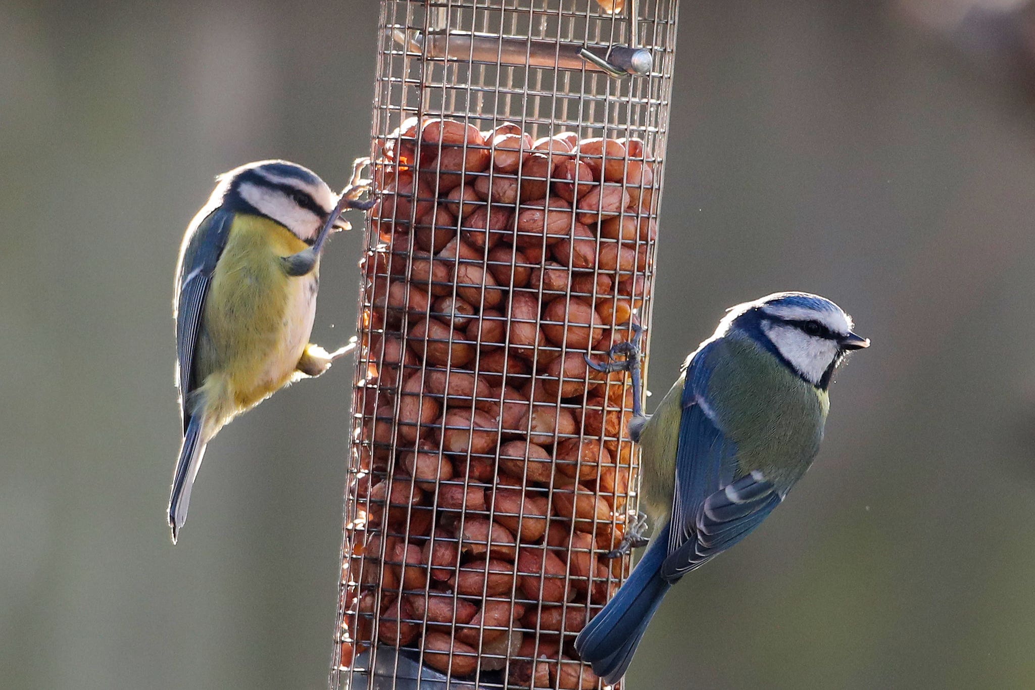 Bird diversity can affect people’s mood, scientists say (David Davies/PA)