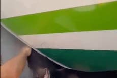 Bear causes chaos on flight after getting loose in cargo hold