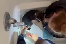 Dog with paw stuck in bathtub rescued by firefighters