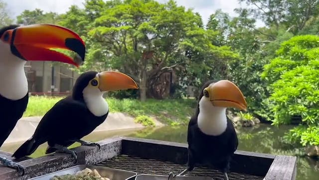 <p>Feeding time for the toucans.</p>