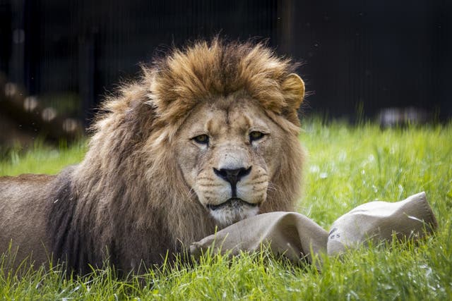 Barbary lion Qays at Belfast Zoo’s Kingdom of the Barbary Lion, the new habitat created for three Barbary lions (Liam McBurney/PA)