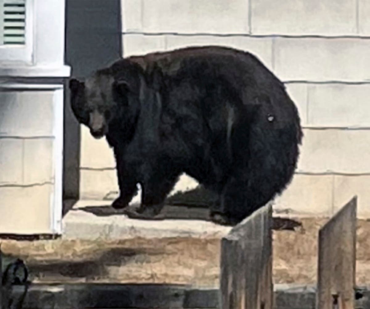 &lsquo;Hank the Tank&rsquo; bear blamed for break-ins is finally captured