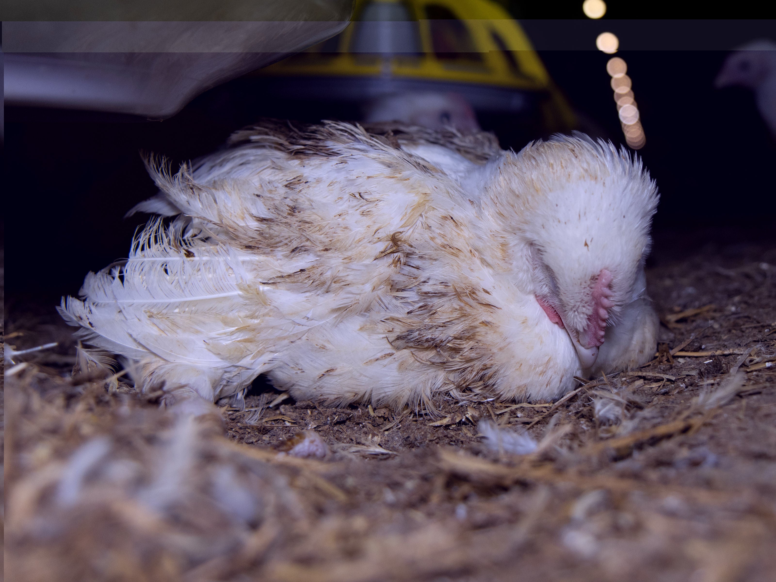 The group called the chickens in the footage “Frankenchickens” – a term used by activists to describe the type of birds that have been selectively bred to grow fast to produce more meat quickly resulting welfare concerns.