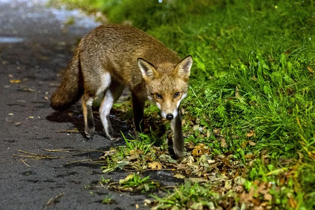 Urban foxes may be bolder than their country cousins but city life has not made them cleverer, according to researchers (Peter Byrne/PA)