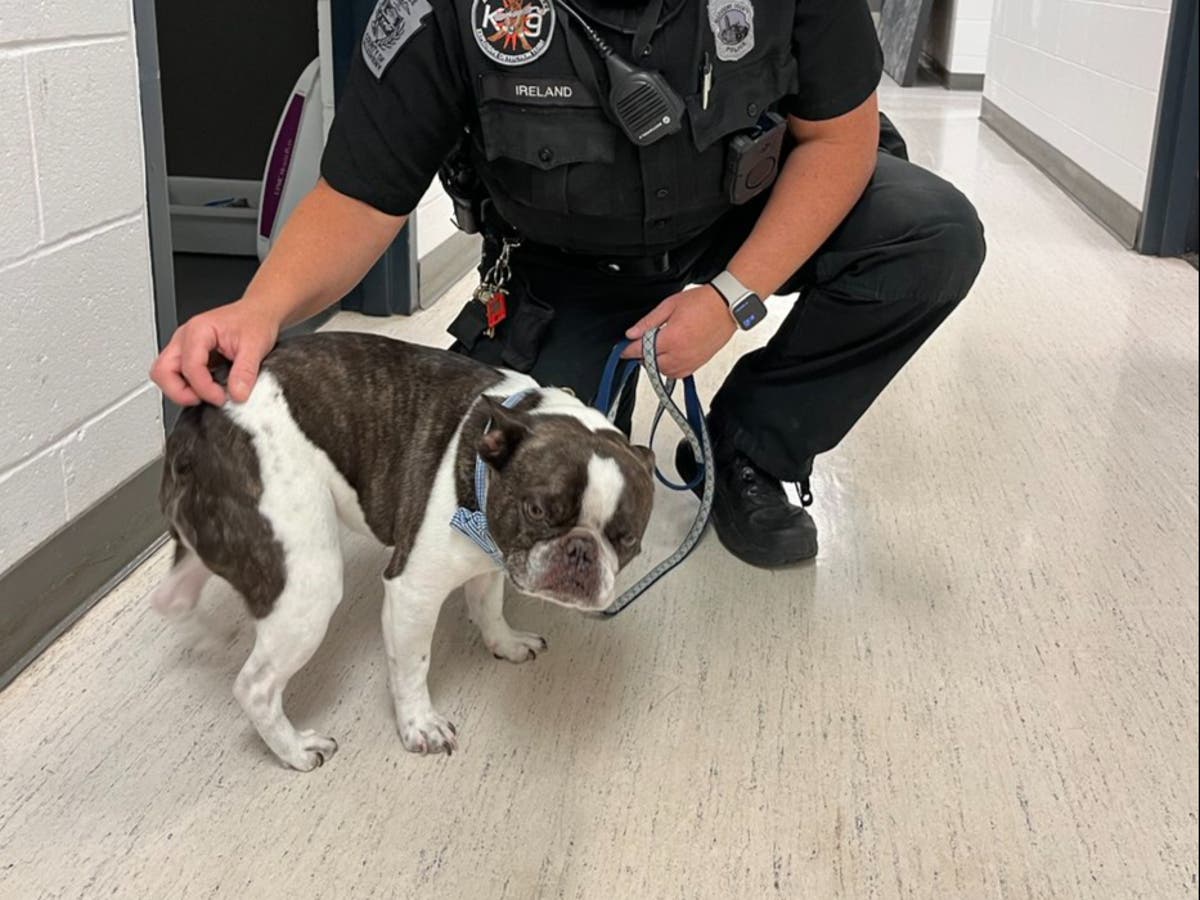 Une femme a abandonné un bouledogue français dans un parking d’aéroport après qu’on lui ait dit qu’elle ne pouvait pas voler