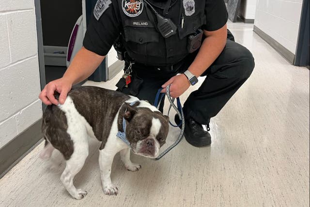 <p>The pet with a police officer after being rescued </p>