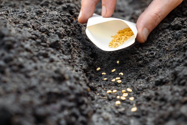 Turnips and spinach can be successfully sown in summer (Alamy/PA)