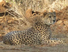 Indian officials on ‘hide and seek’ mission for missing cheetah feared dead