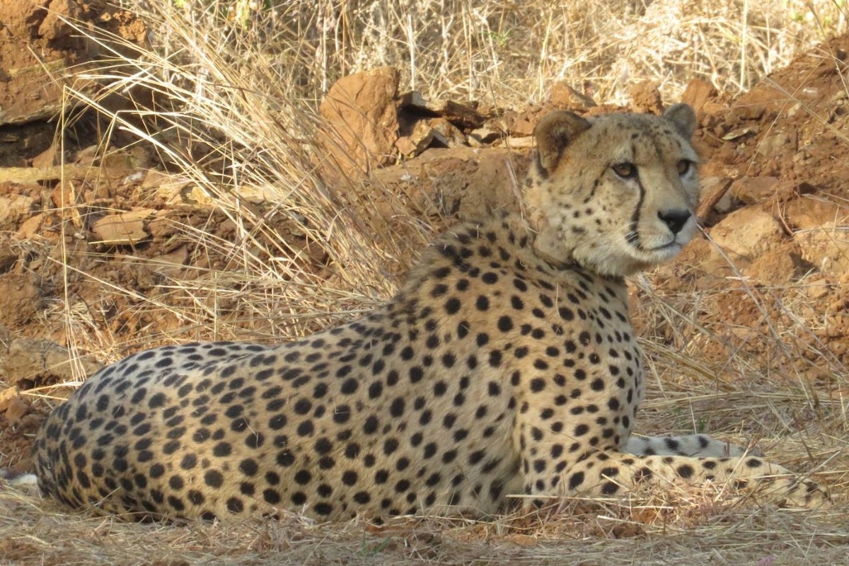 India to import 8 Cheetahs from Botswana as part of controversial project