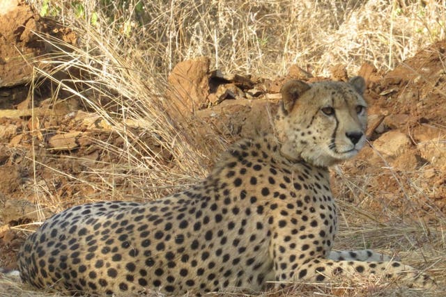 <p>Representational image: Shy cheetah Nirva was spotted by park officials last month </p>