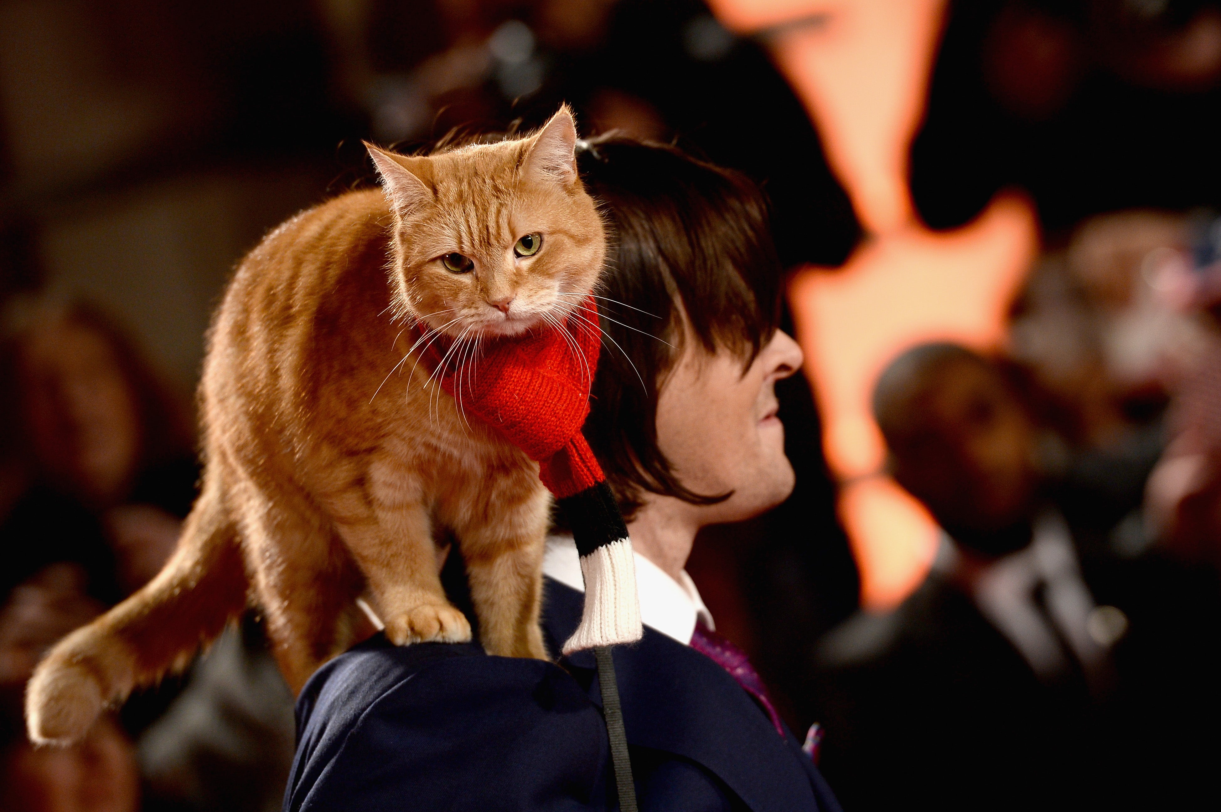 James Bowen and Bob the cat attend the UK Premiere of "A Street Cat Named Bob" in aid of Action On Addiction on November 3, 2016