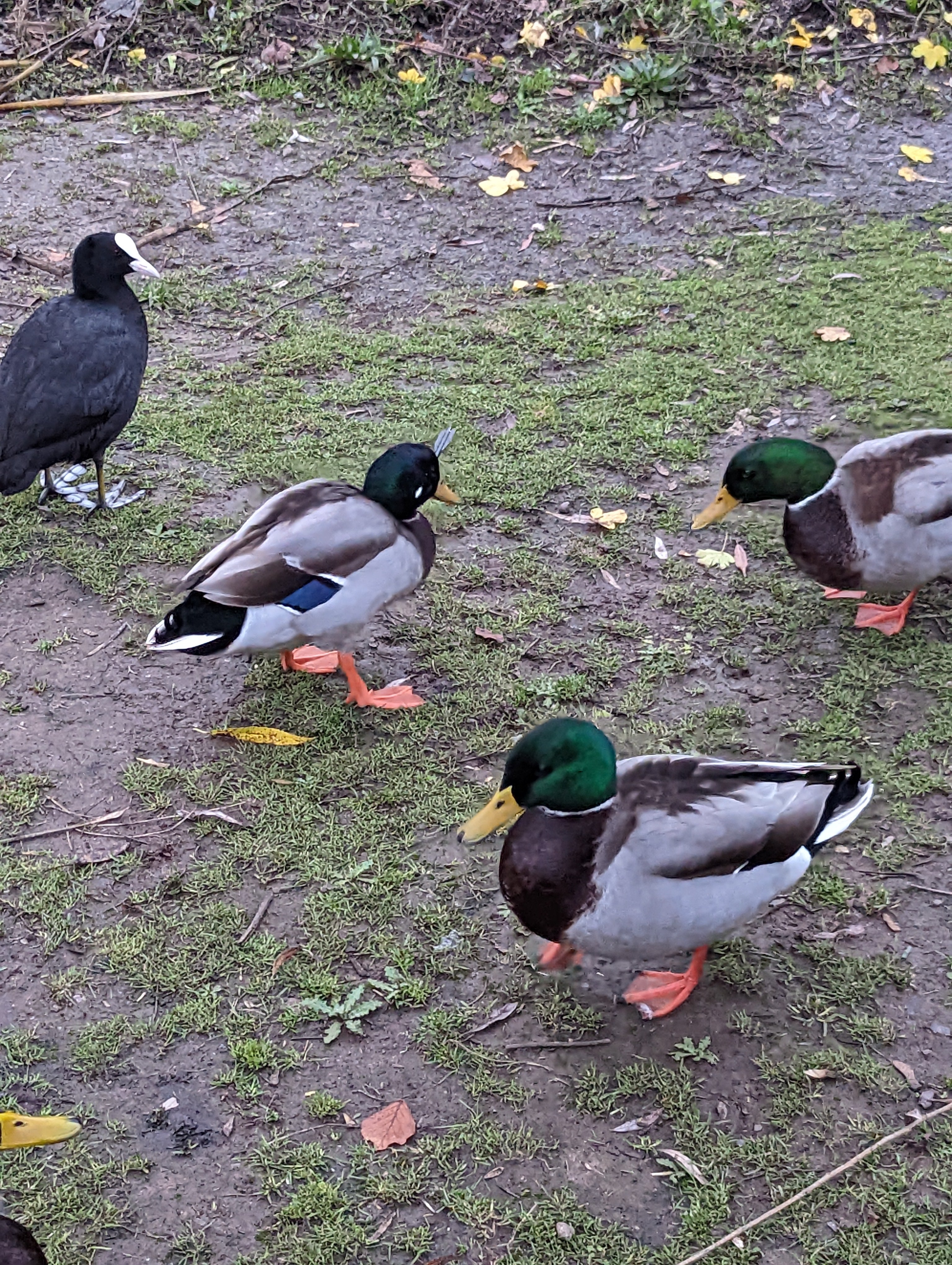 Mallard duck shot in the head with a crossnow