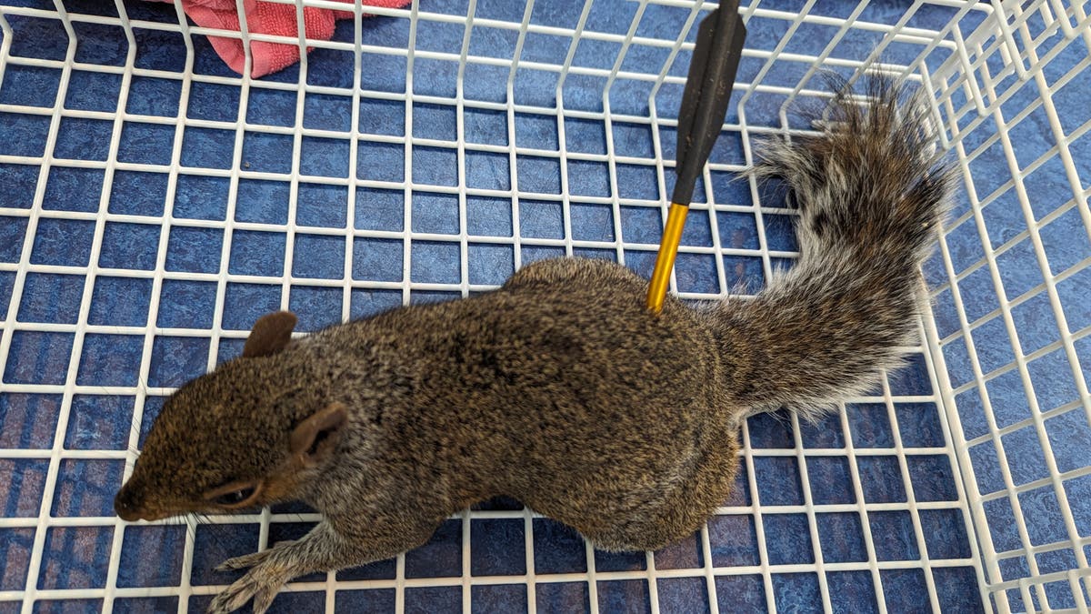 RSPCA reveals shocking scale of animal attacks with crossbows, airguns and catapults RSPCA reveals shocking scale of animal attacks with crossbows, airguns and catapults