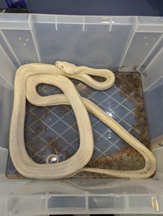 Carpet pythons found abandoned in a cardboard box