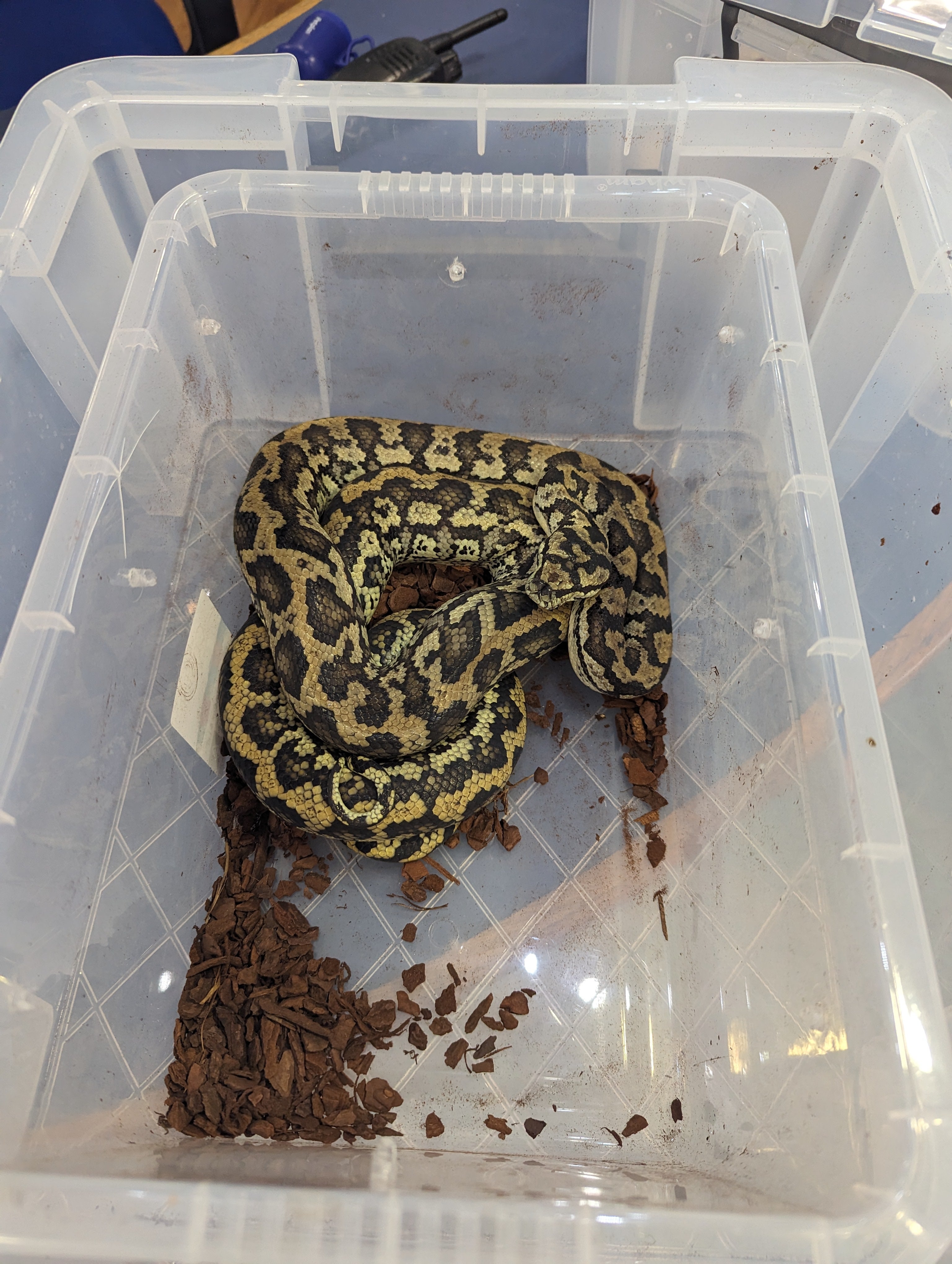 A female phython was in better condition than the male snake found in the box