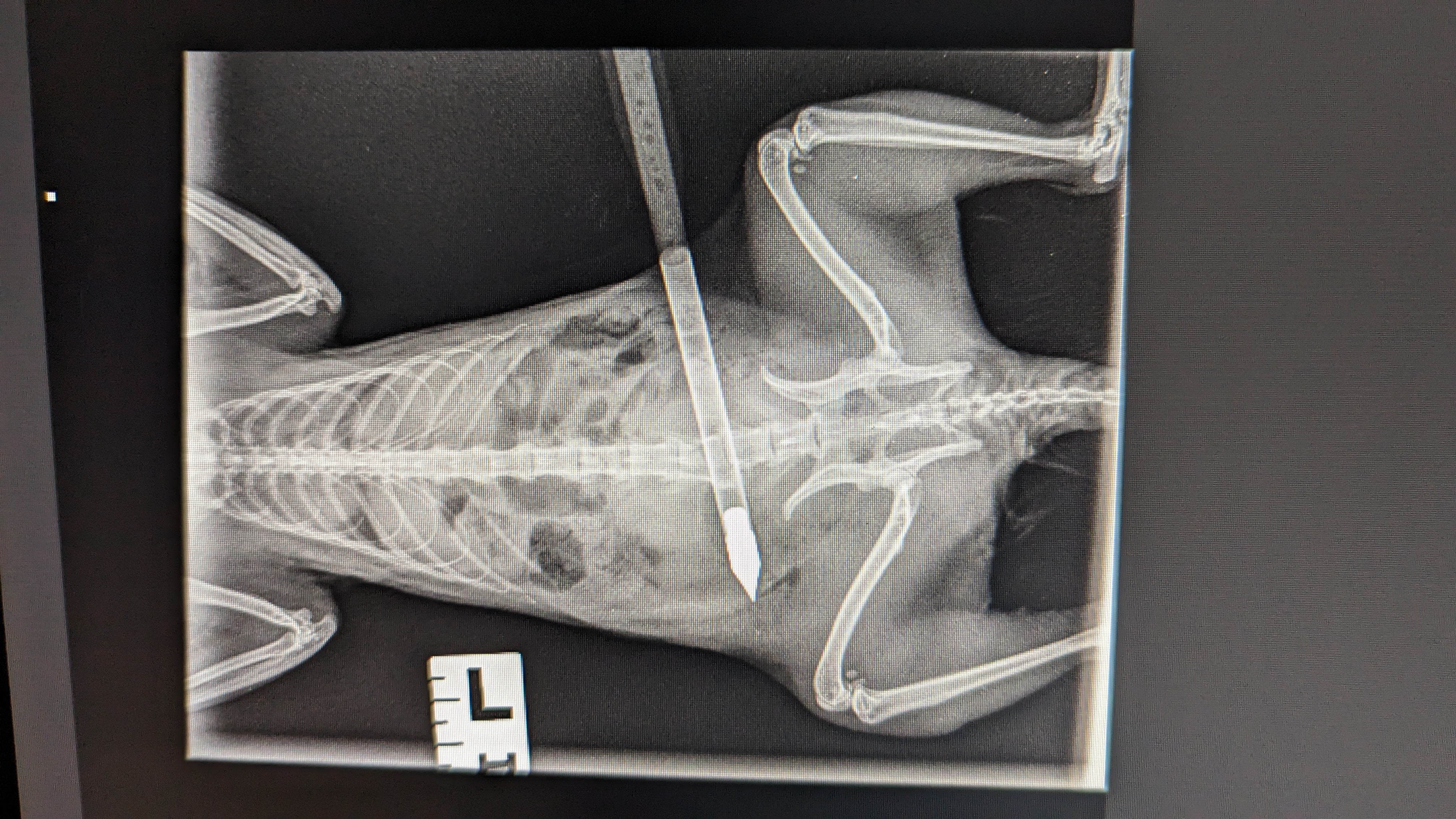 An X-ray of a squirrel shot with a crossbow