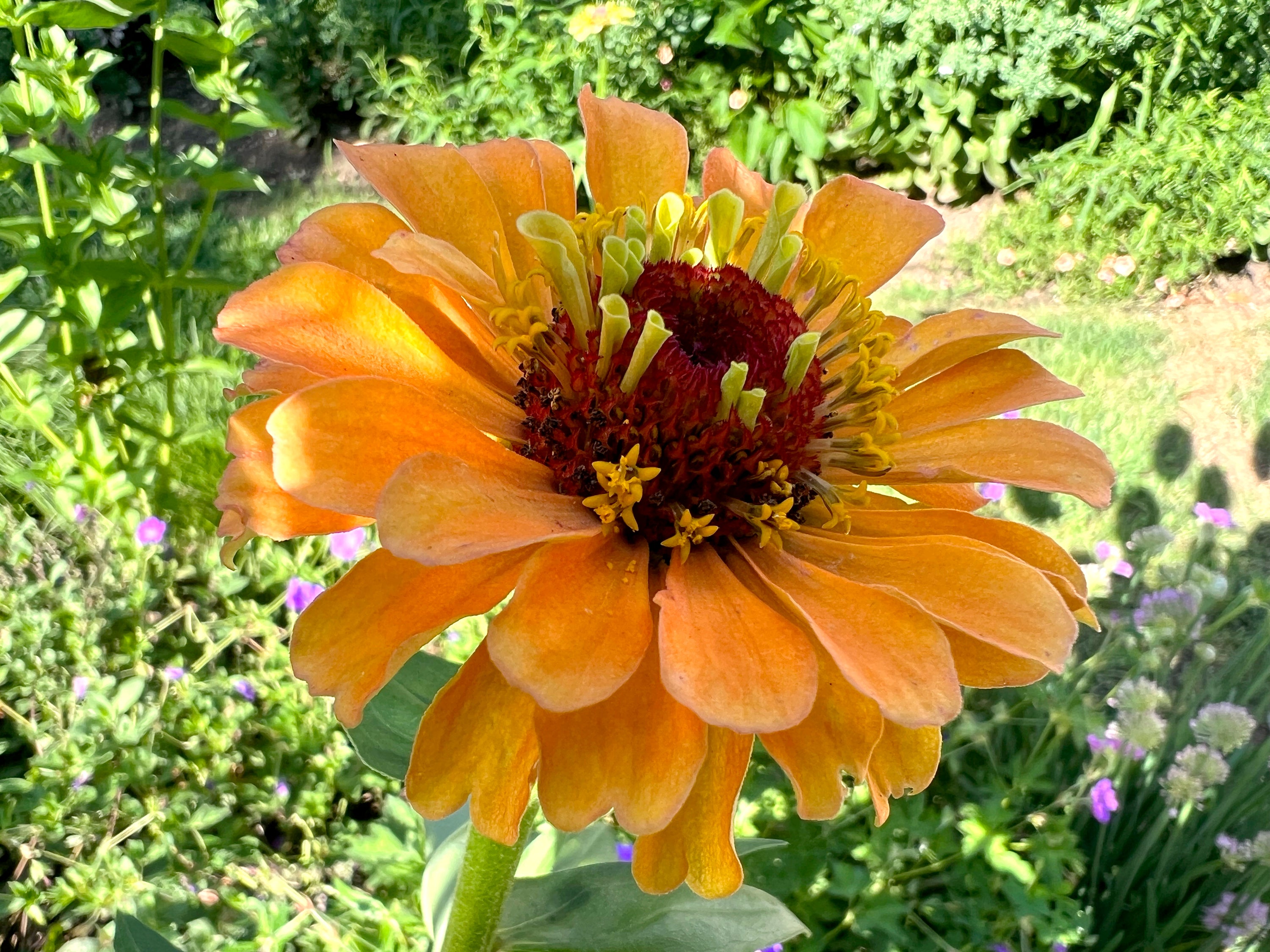 Gardening Heat-Tolerant Plants