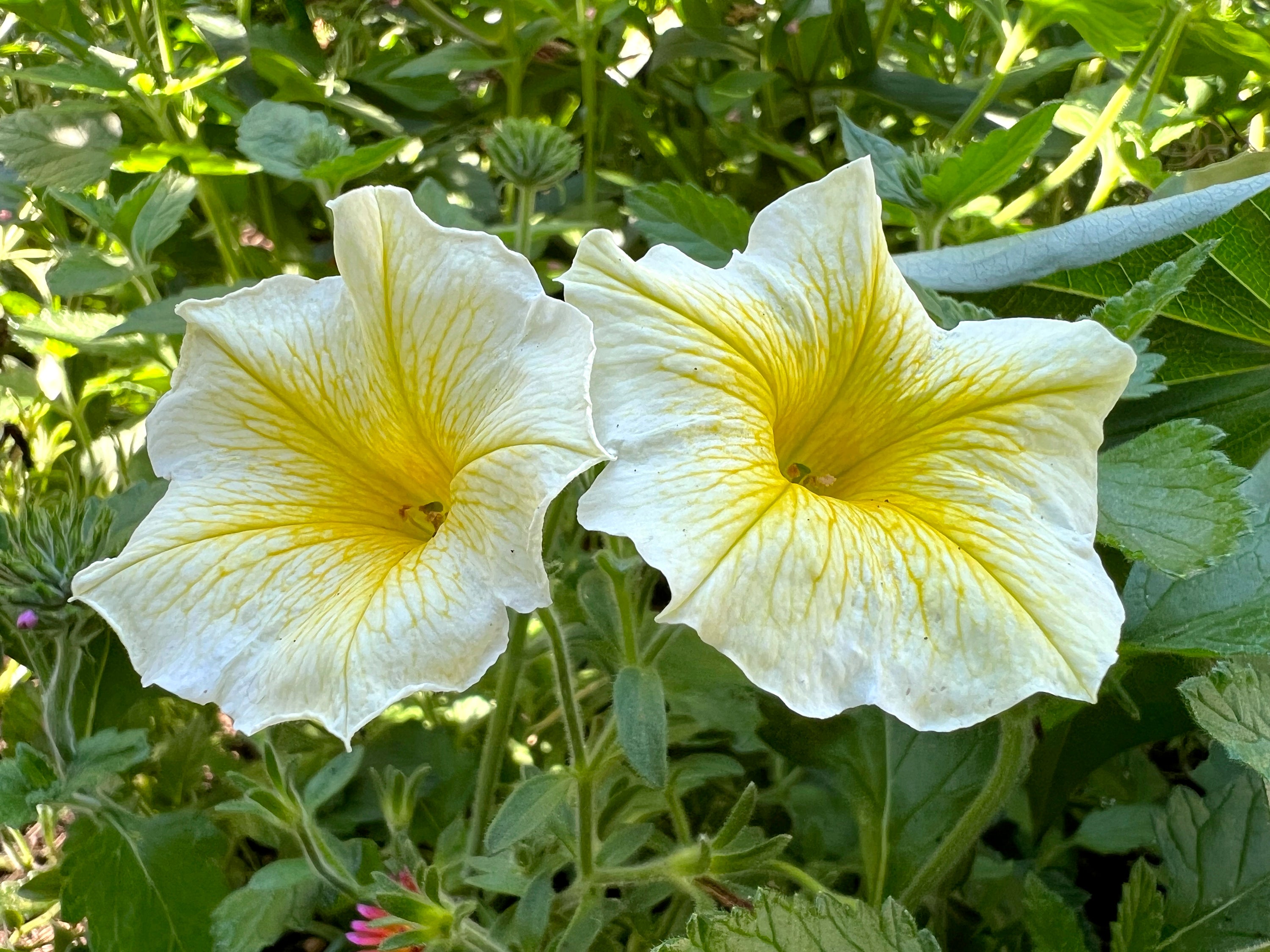 Gardening Heat-Tolerant Plants