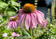 Plant selection and care can help a garden endure extreme heat