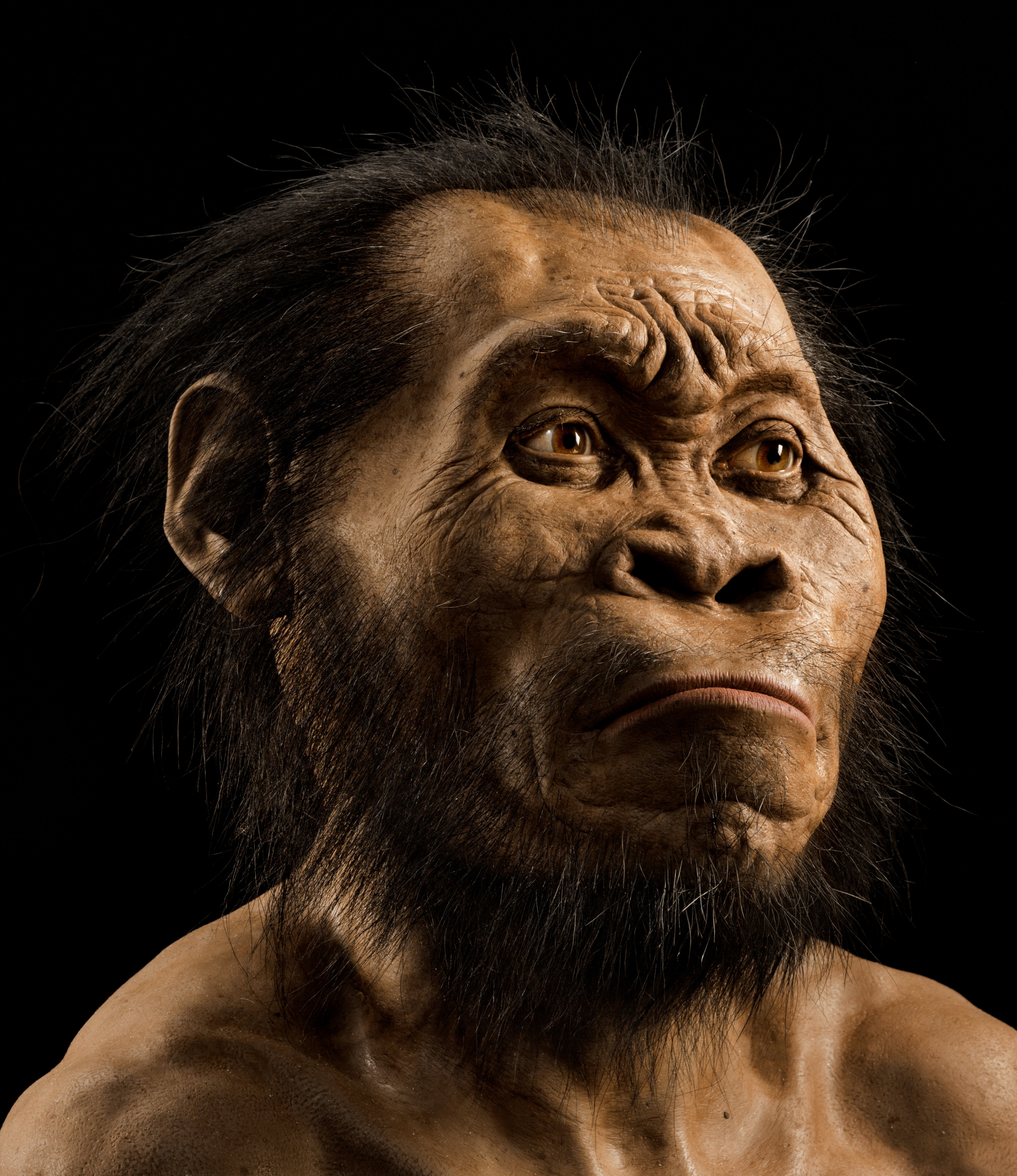 A reconstruction of Homo naledi’s head by paleoartist John Gurche, who spent some 700 hours recreating the head from bone scans