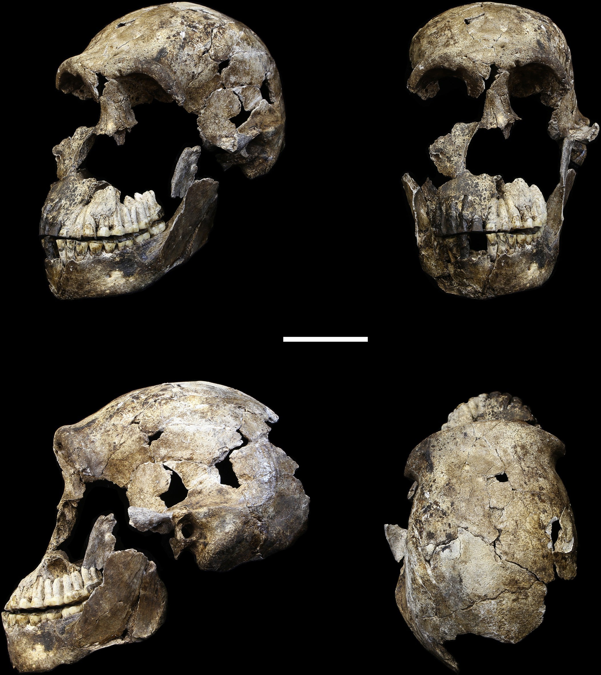 The species has been named Homo naledi by the scientists