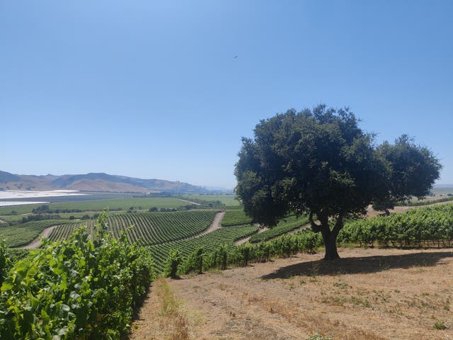 <p>The Santa Ynez wine region has a highly desirable climate for wine-making </p>
