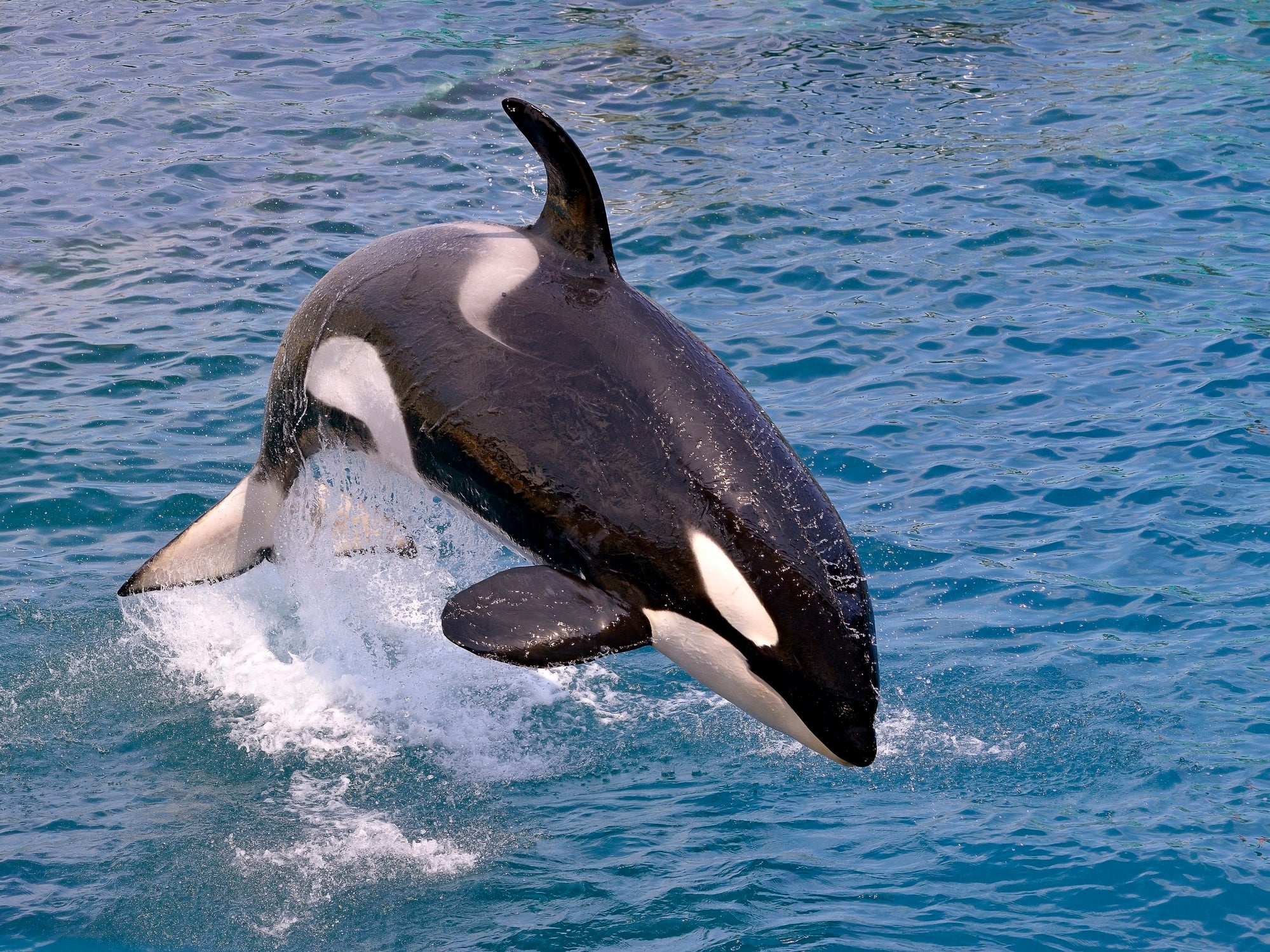 Orcas could simply be displaying ‘playful’ behaviour, the scientists say