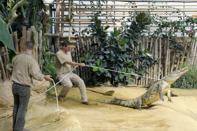 <p>Employees catch a Nile crocodile to let Swiss professors at Geneva university laboratory of artificial and natural evolution Michel Milinkovitch and Nicolas Navarro taking pictures, on April 6, 2010, in a Crocodile farm, in Pierrelatte, southern France</p>