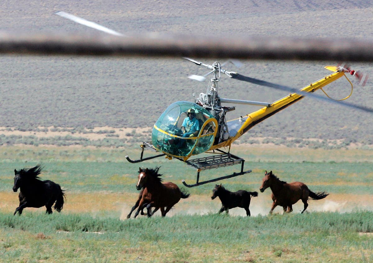 US judge to hear legal battle over Nevada mustang roundup where 31 wild horses have died US judge to hear legal battle over Nevada mustang roundup where 31 wild horses have died