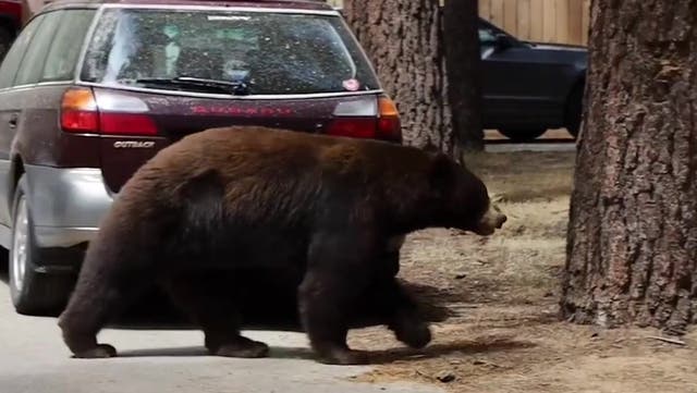 <p>Bear strolls down a residential street in California</p>