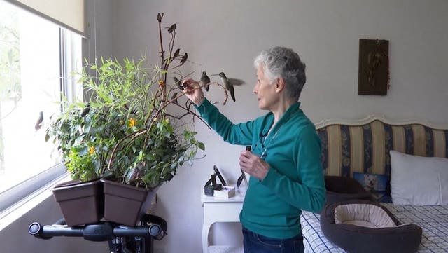 <p>Woman transforms apartment into clinic for sick and injured hummingbirds.</p>