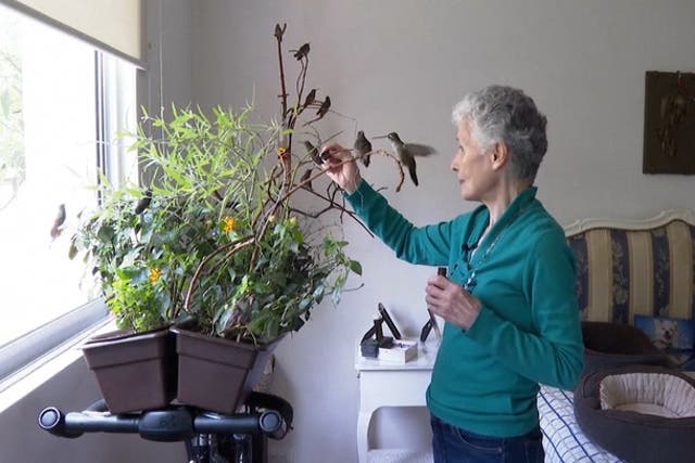 <p>Woman transforms apartment into clinic for sick and injured hummingbirds.</p>