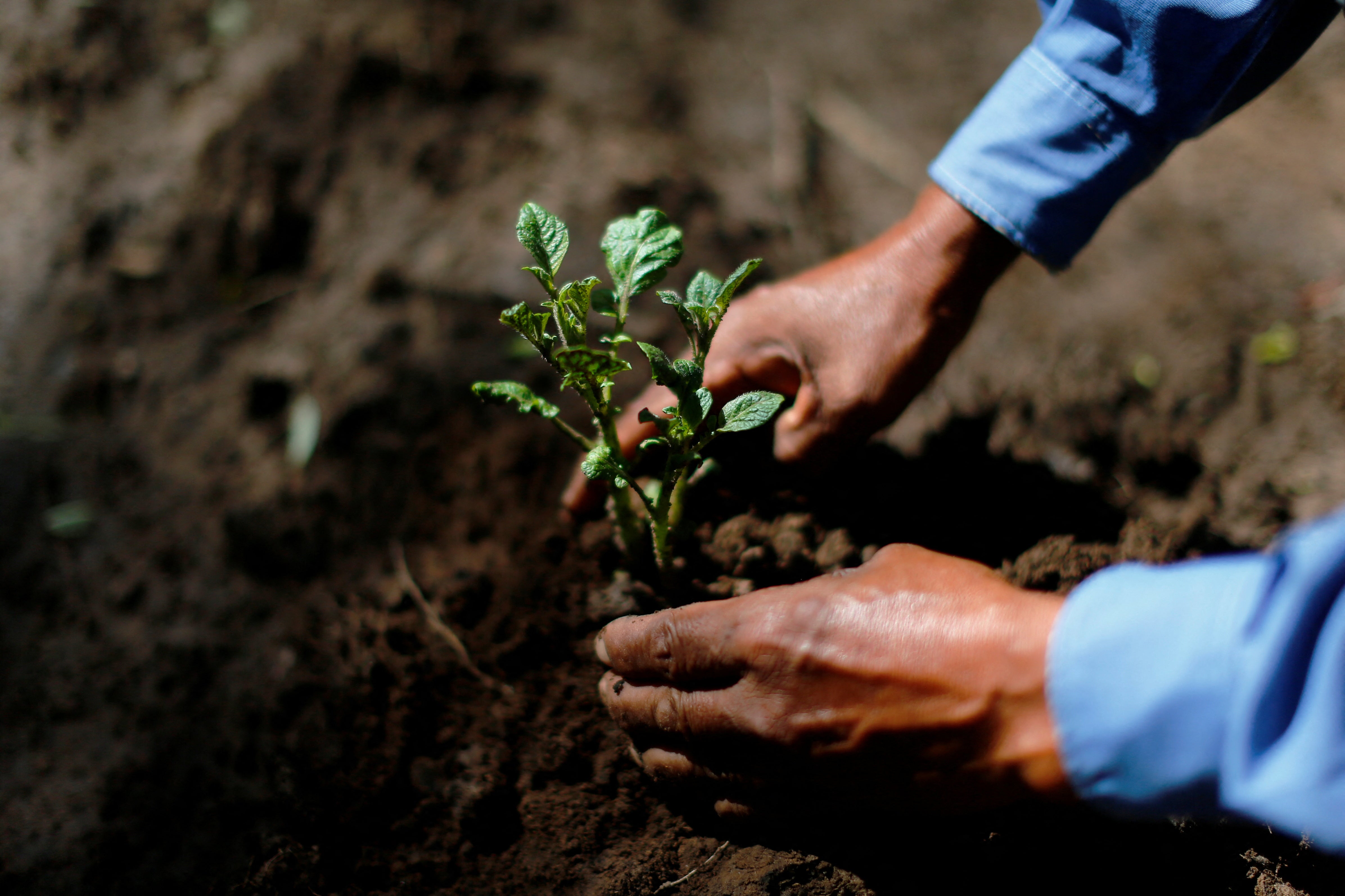 <p>Jose takes care of a potato plant in his farm, where he harvests what he eats, in Pozo del Tigre in Formosa, Argentina</p>