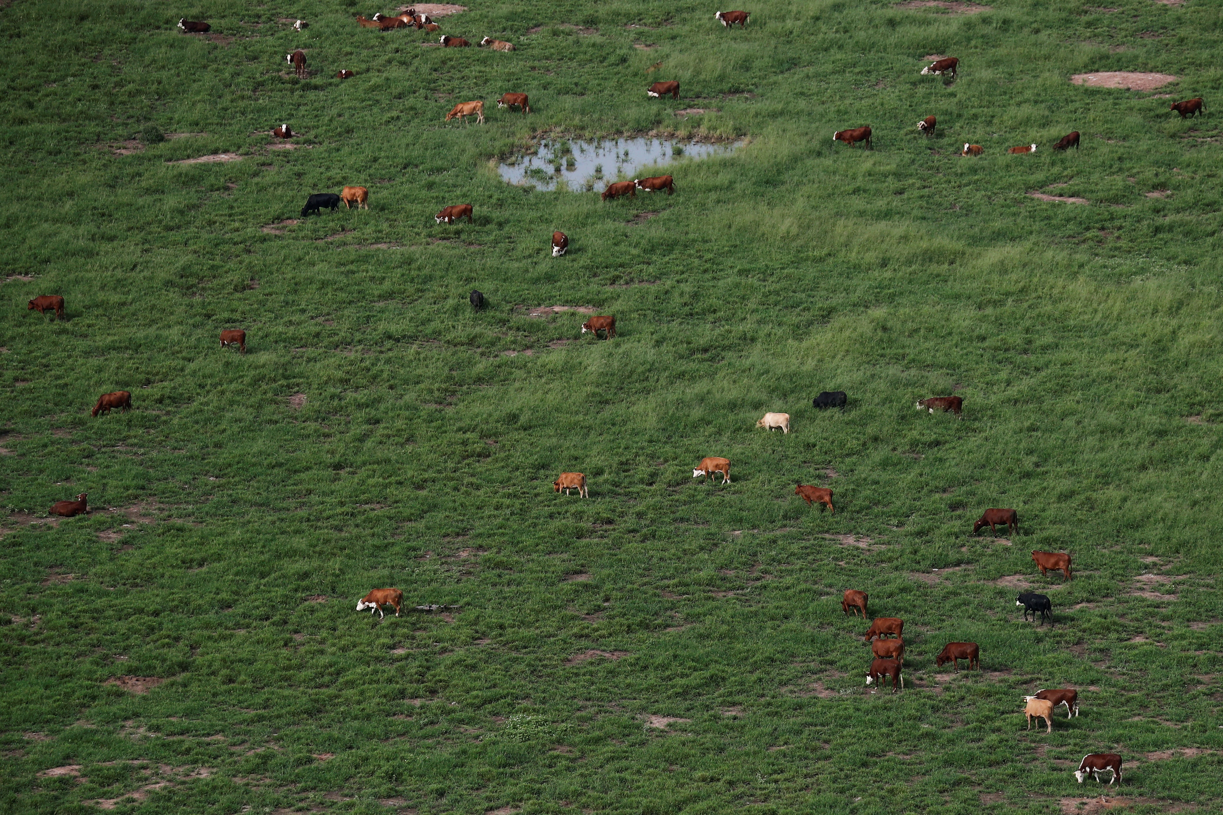 <p>Cattle is seen grazing on land near Las Lomitas in Formosa, Argentina</p>