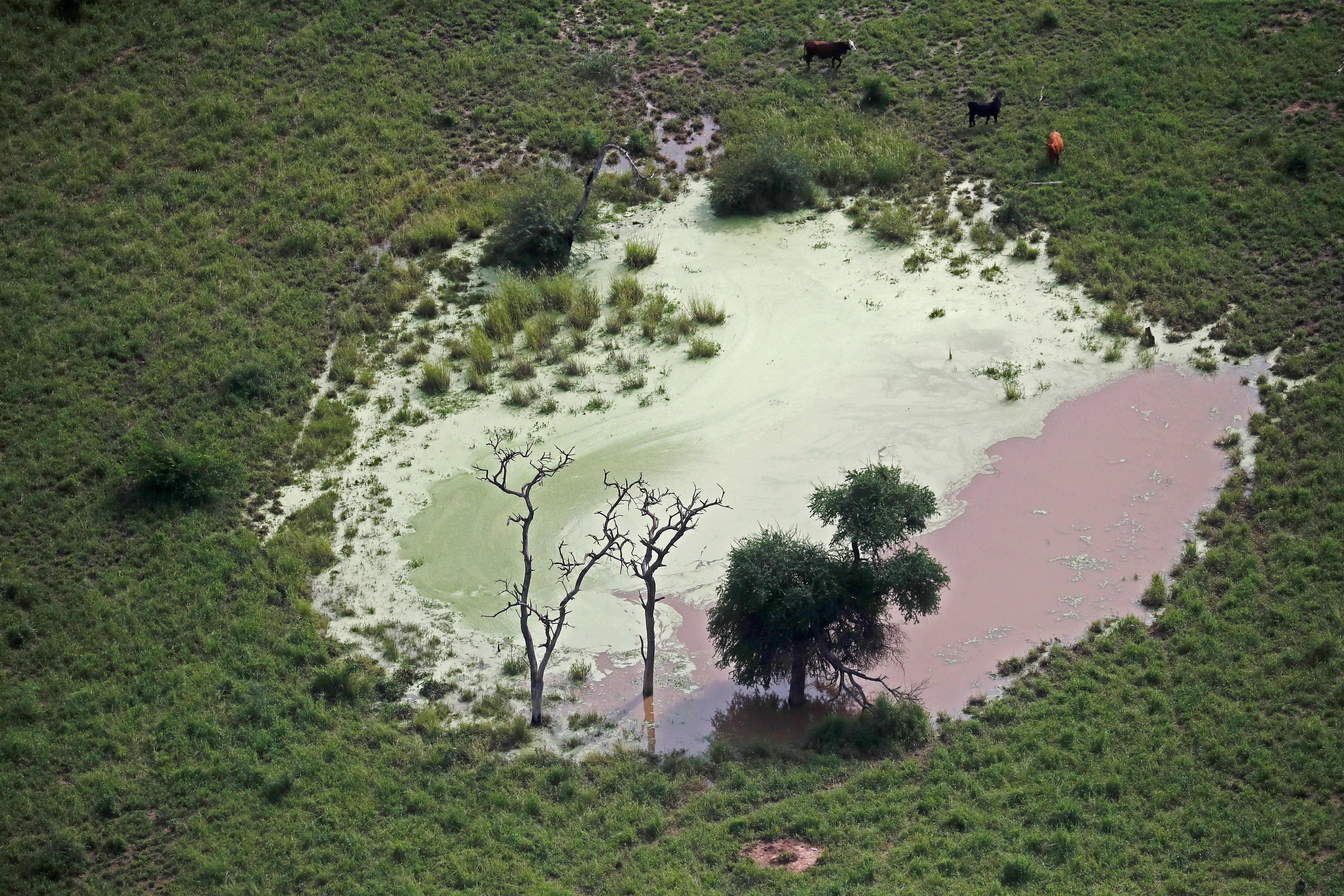 <p>An aerial view shows a tree and cattle in a deforested area, near Las Lomitas, in Formosa, Argentina</p>