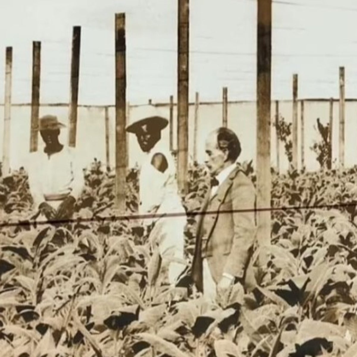 slaves on tobacco plantations preparing tobacco, Virginia, USA. c1790 - Stock Image - C045/3015 Tobacco in Virginia