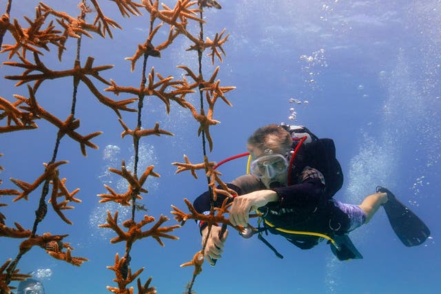 APTOPIX Coral Rescue