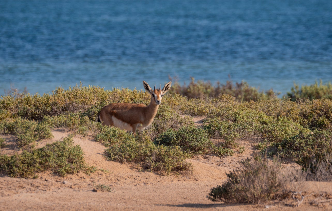 The islands around Bahrain are home to protected wildlife, such as the Arabian sand gazelle