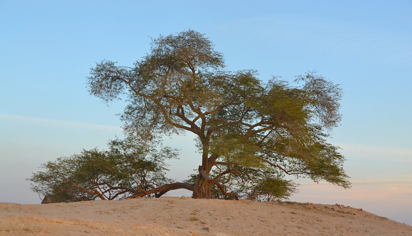 The Tree of Life (Sharajat-al-Hayat) stands alone in the Bahrain desert