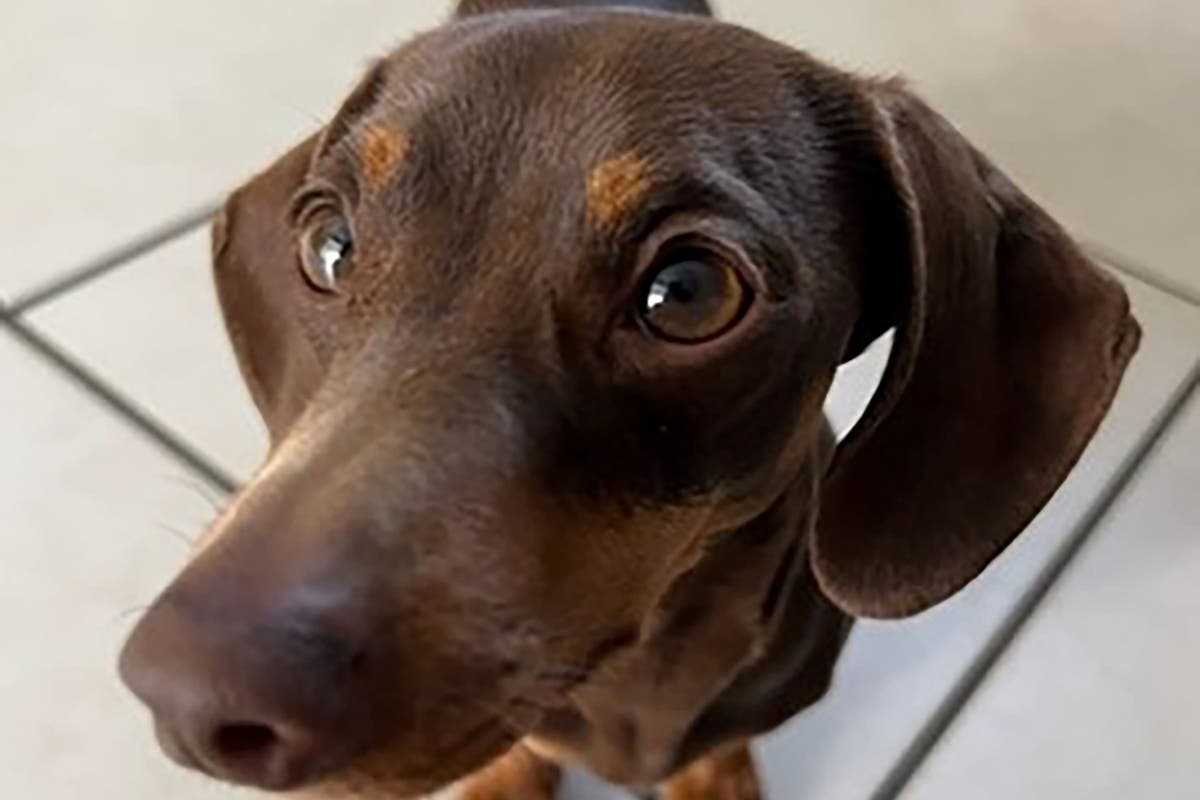 Man arrested on suspicion of burglary after dachshund Twiglet taken from home