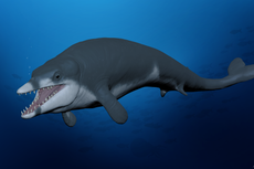 Newly discovered miniature ancient whale has name inspired by Tutankhamun