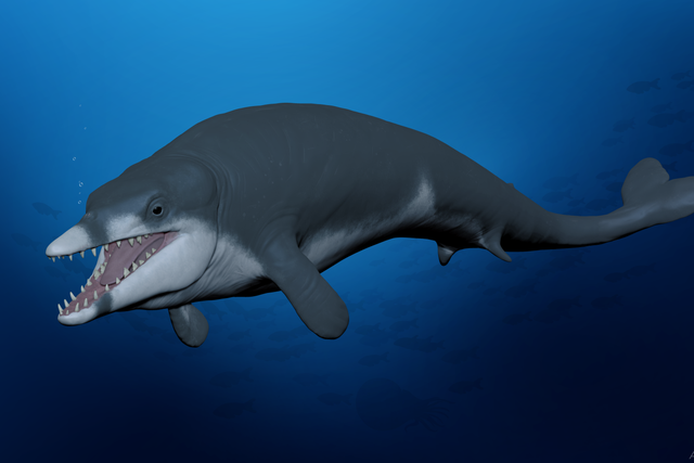 A reconstruction of what Tutcetus rayanensis may have looked like (Hesham Sallam/Mansoura University Vertebrate Paleontology Centre/PA)