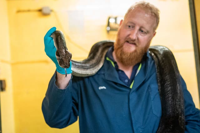 A female boa constrictor at the Heathrow Animal Reception Centre (Aaron Chown/PA)